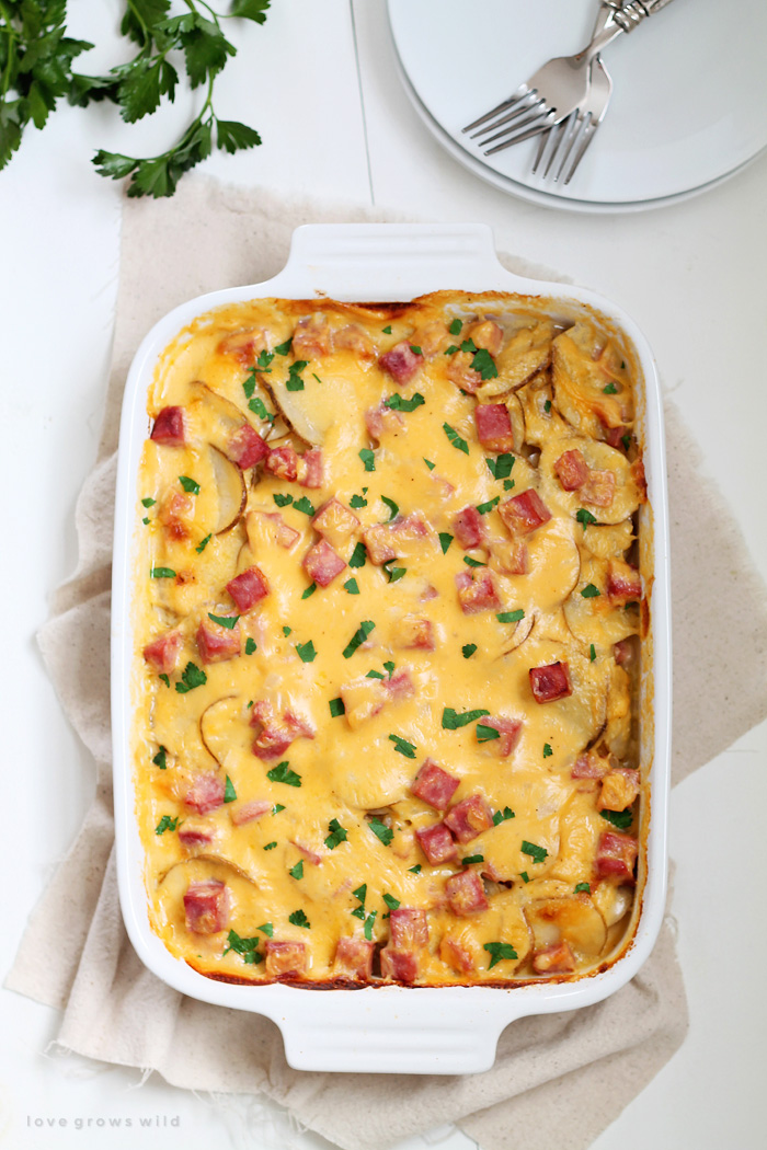 Cheesy Scalloped Potatoes with Ham - Love Grows Wild