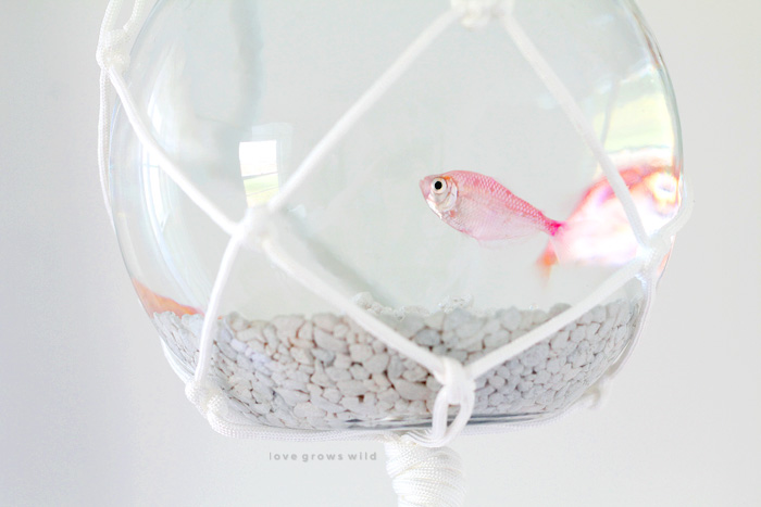 Hang a fish bowl from the ceiling with this awesome macrame hanger! Give your fish a stylish home and save table space! Step-by-step details at LoveGrowsWild.com