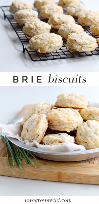 Tender, fluffy biscuits made from scratch with chunks of Brie cheese and chives! The perfect addition to any meal! | LoveGrowsWild.com