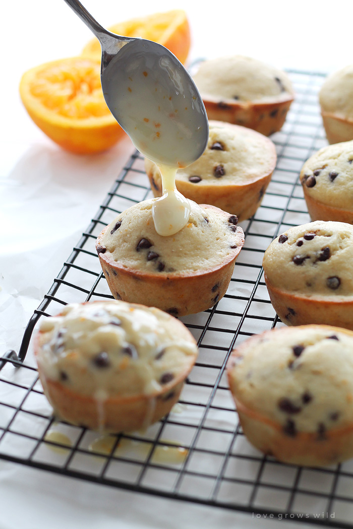 Sweet orange muffins loaded with chocolate chips and drizzled with a delicious orange glaze! The chocolate-citrus combination is so yummy and perfect for breakfast or snack time! | LoveGrowsWild.com