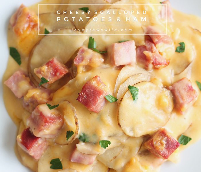 Thinly sliced potatoes and diced ham smothered in a creamy, super cheesy sauce and baked to perfection! Get the recipe at LoveGrowsWild.com