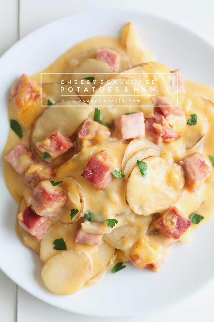 Thinly sliced potatoes and diced ham smothered in a creamy, super cheesy sauce and baked to perfection! Get the recipe at LoveGrowsWild.com