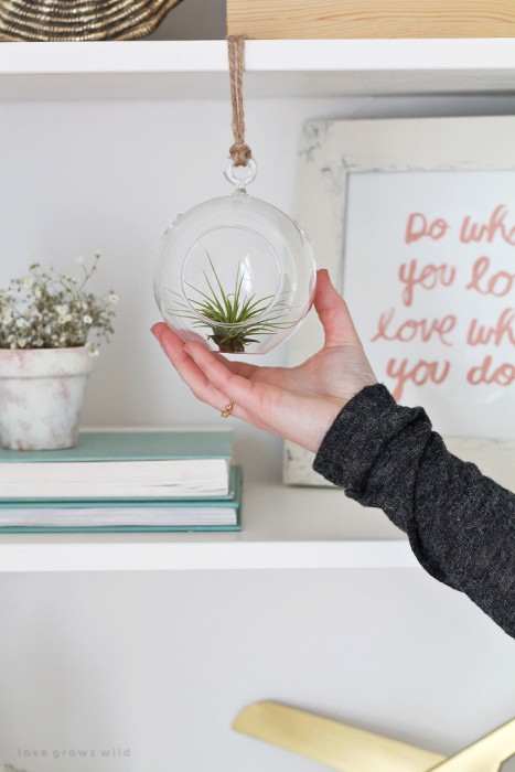 See how 3 bloggers decorated their homes with air plants! | LoveGrowsWild.com