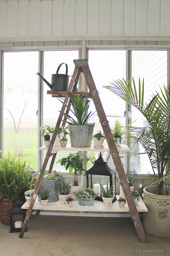 Antique Ladder Shelving Love Grows Wild