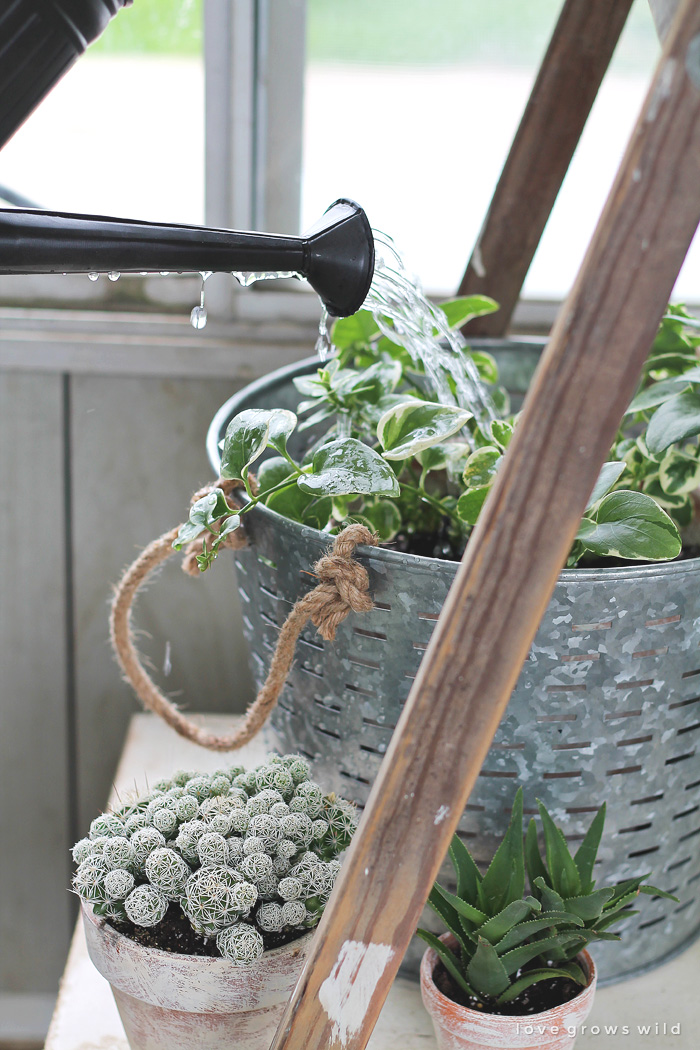 Create shelving out of an old antique ladder with this easy tutorial! Click for details at LoveGrowsWild.com