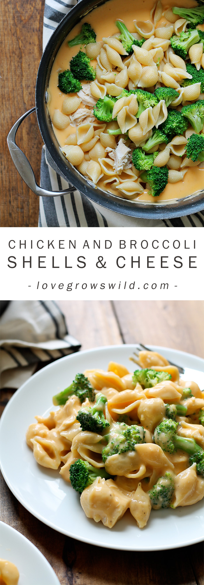 Perfectly creamy homemade shells and cheese made with chicken and broccoli. Everyone loves this easy weeknight meal! Get the recipe at LoveGrowsWild.com