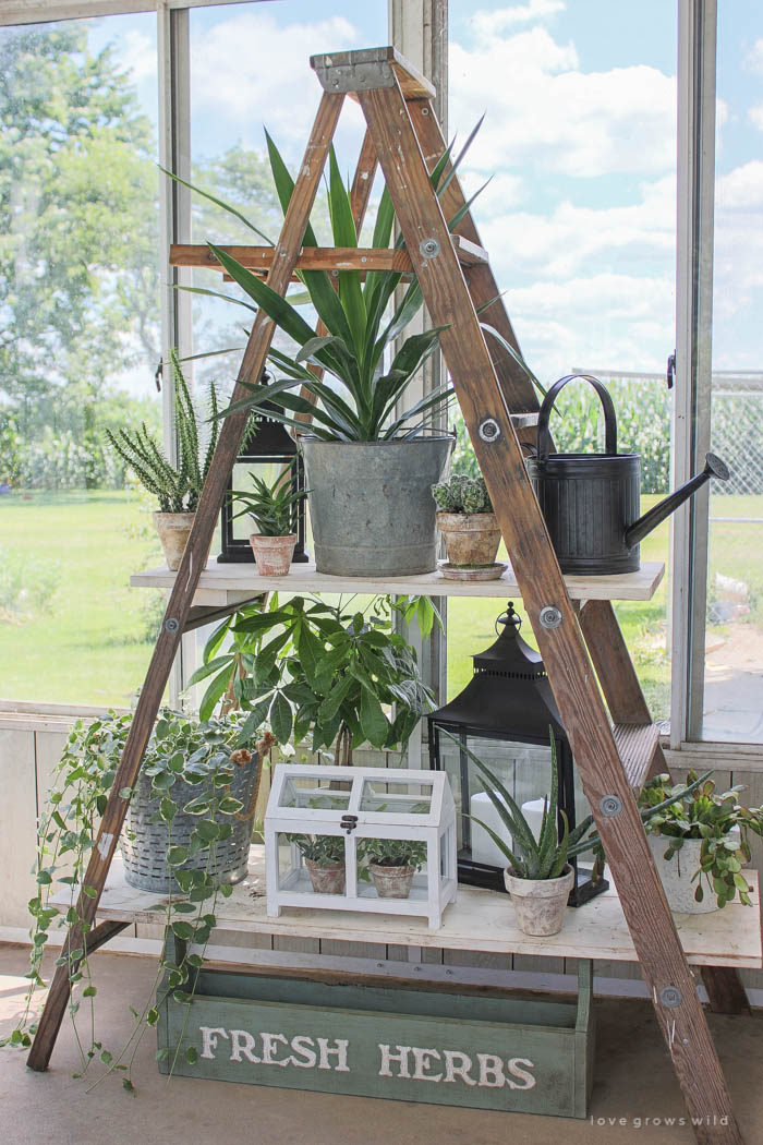 Click to see more photos of this lush and lovely potted garden on DIY ladder shelving! | LoveGrowsWild.com