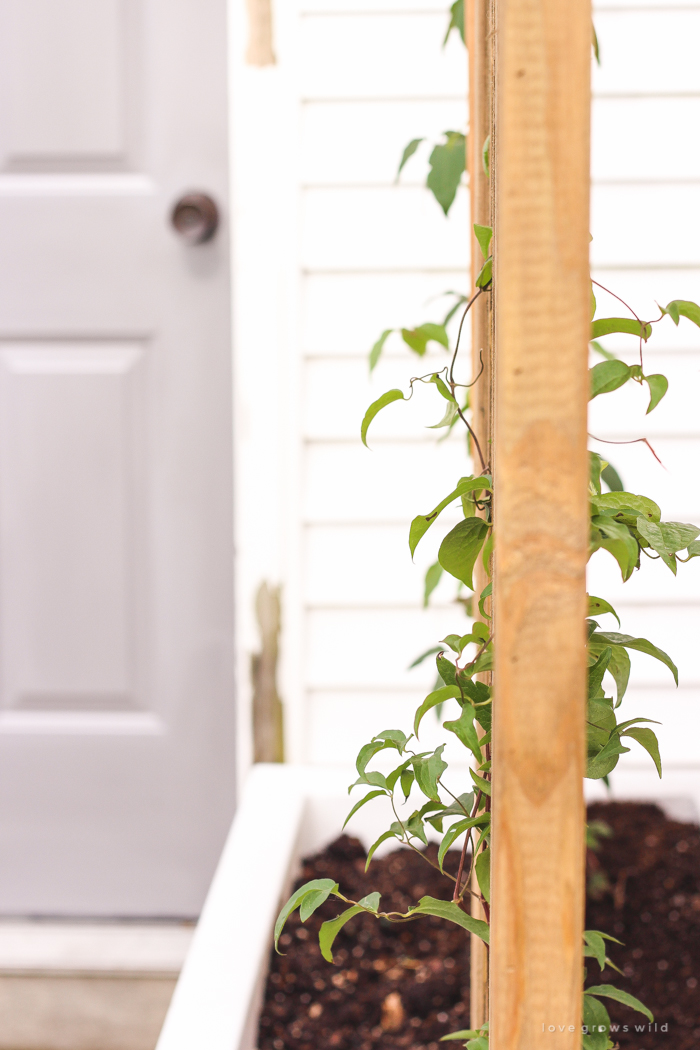 Learn how to make this gorgeous trellis planter for your garden or patio! Perfect for adding a little privacy and a great project for beginners!