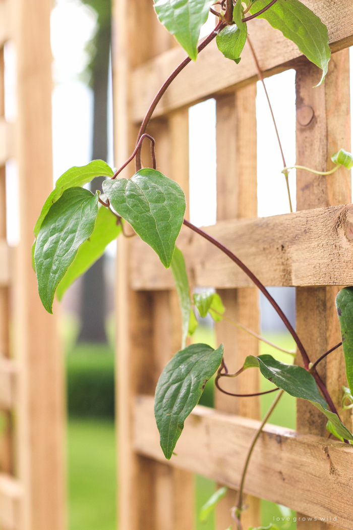 Learn how to make this gorgeous trellis planter for your garden or patio! Perfect for adding a little privacy and a great project for beginners!