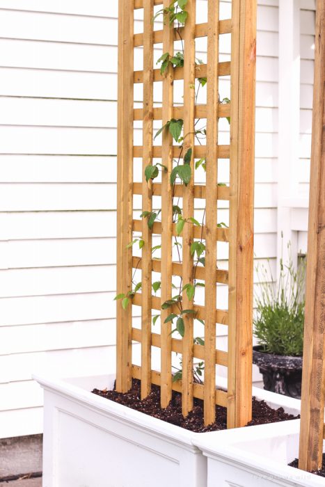 Learn how to make this gorgeous trellis planter for your garden or patio! Perfect for adding a little privacy and a great project for beginners!