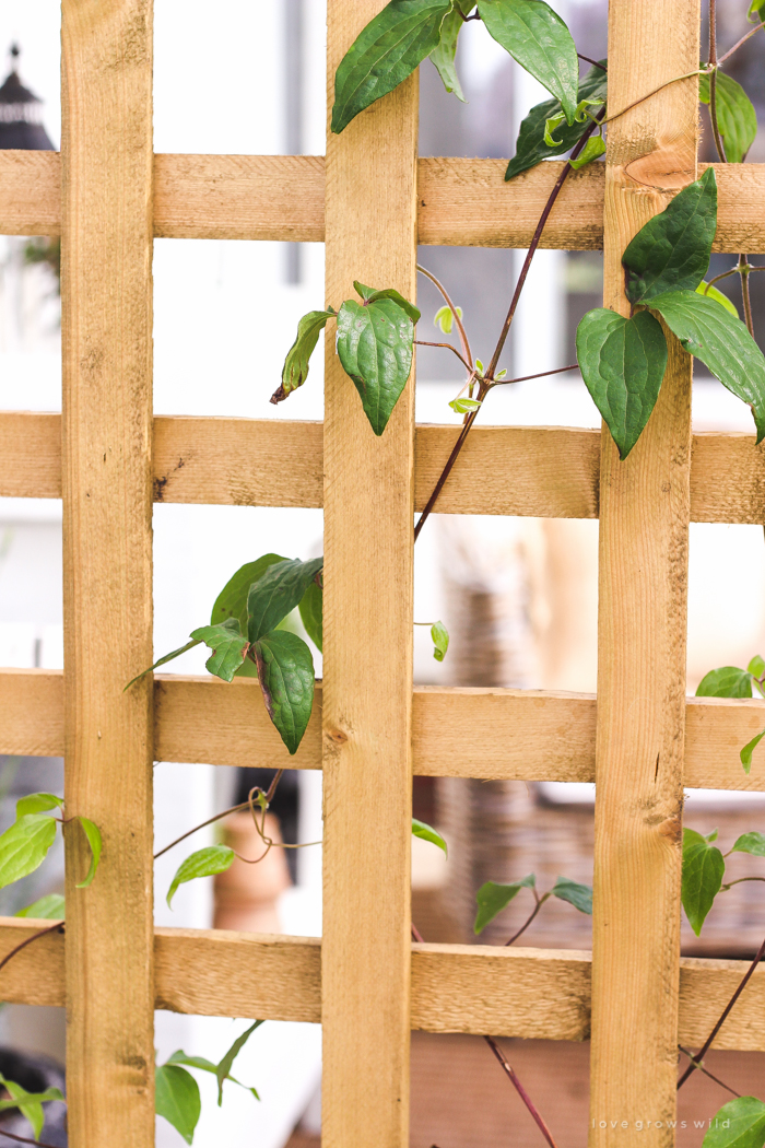 Learn how to make this gorgeous trellis planter for your garden or patio! Perfect for adding a little privacy and a great project for beginners!