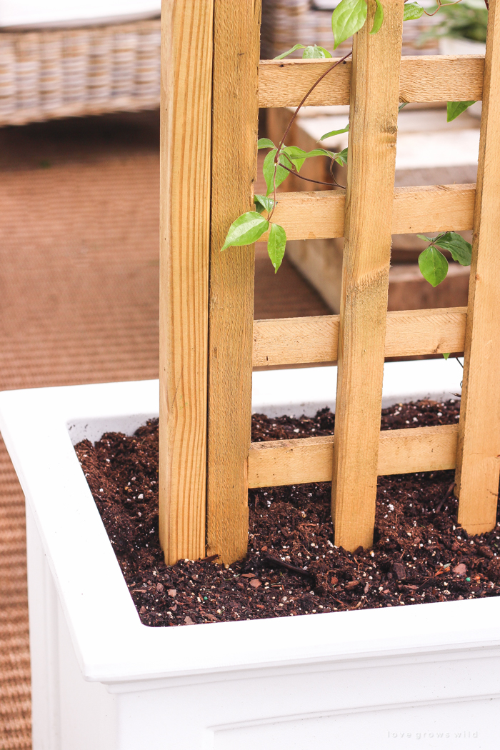 Learn how to make this gorgeous trellis planter for your garden or patio! Perfect for adding a little privacy and a great project for beginners!