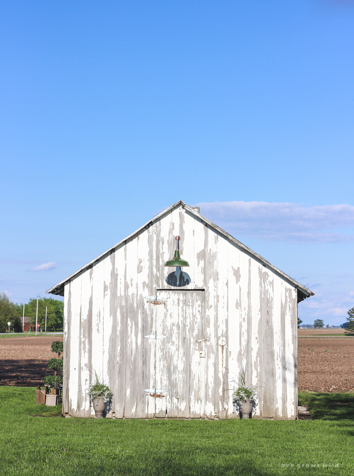 Outdoor decorating ideas including urn planters, an antique tobacco basket, boxwood topiaries and more! See more of this charming white barn at LoveGrowsWild.com