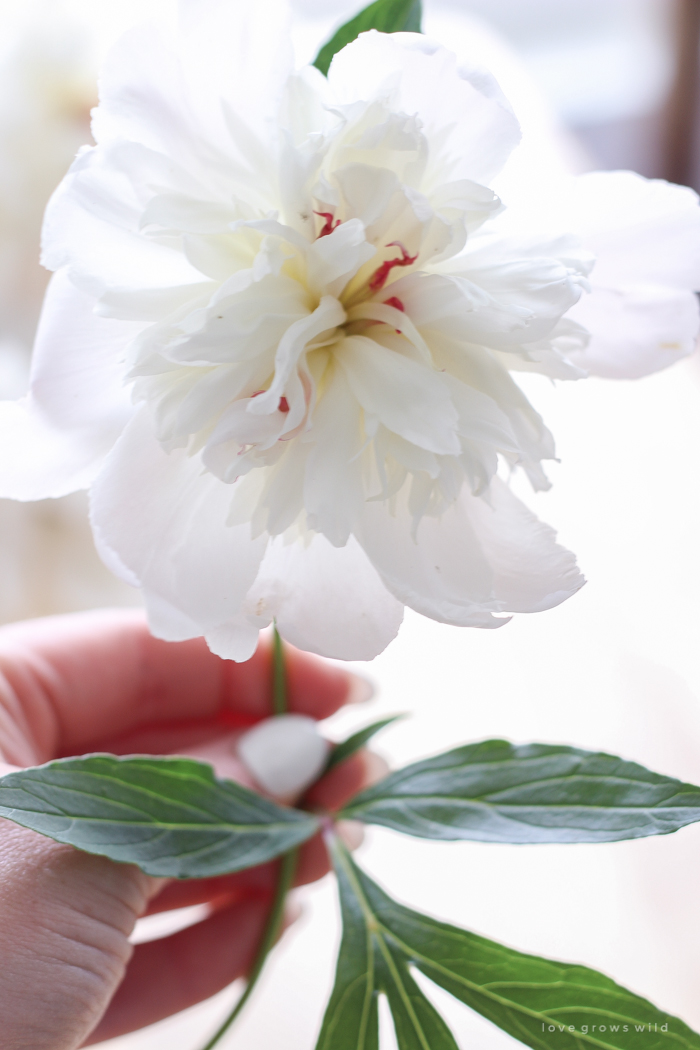 Freshly picked peonies decorate this beautiful farmhouse kitchen by Liz Fourez