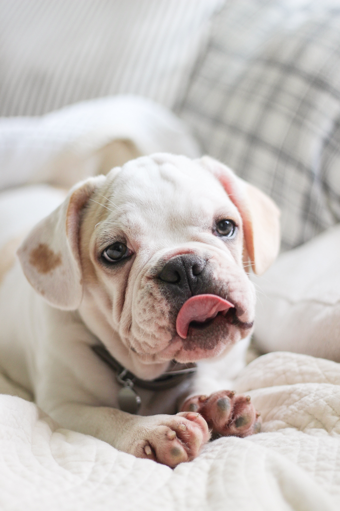 A four month old French bulldog comes home to the farmhouse