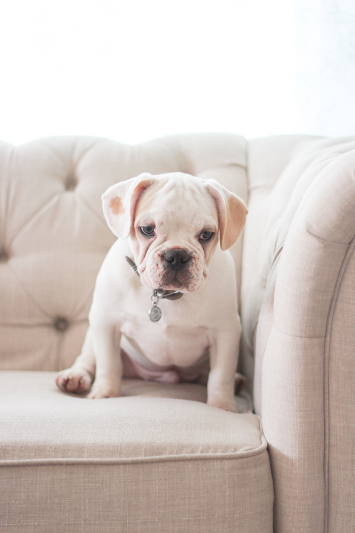 A four month old French bulldog comes home to the farmhouse