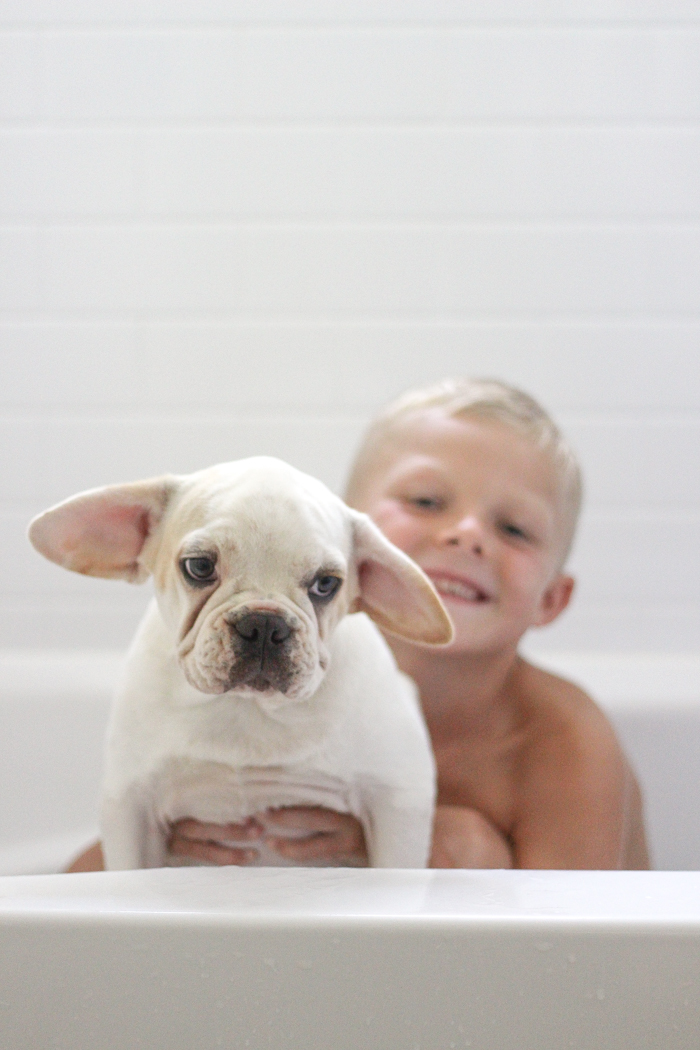 A four month old French bulldog comes home to the farmhouse