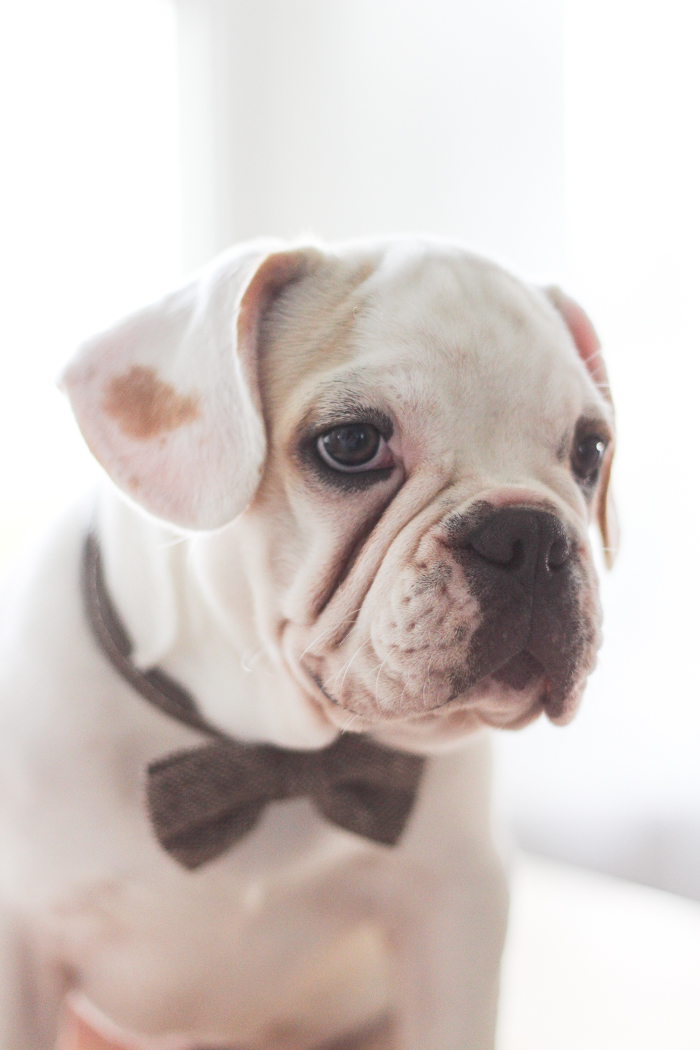 A four month old French bulldog comes home to the farmhouse