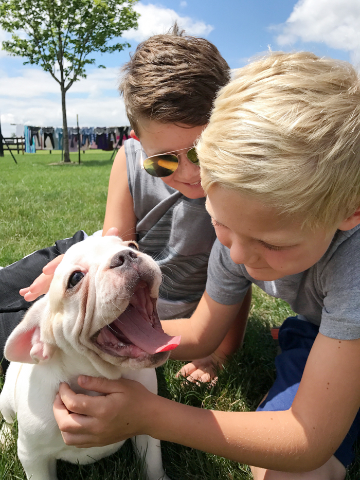 A four month old French bulldog comes home to the farmhouse