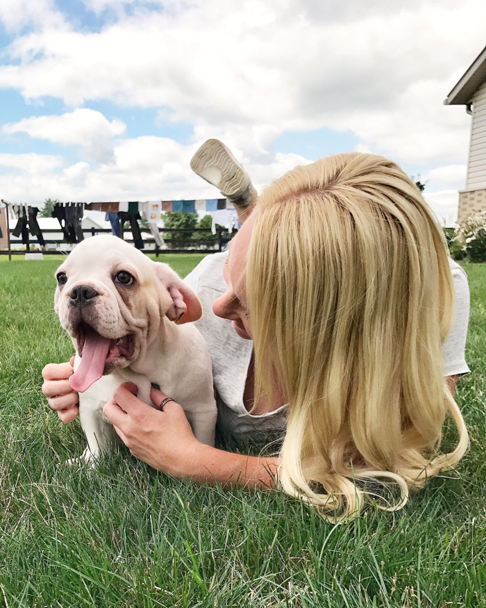 A four month old French bulldog comes home to the farmhouse