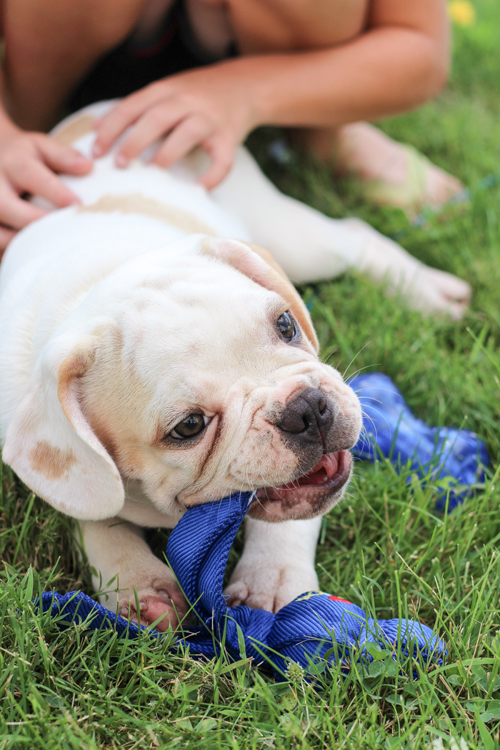 A four month old French bulldog comes home to the farmhouse