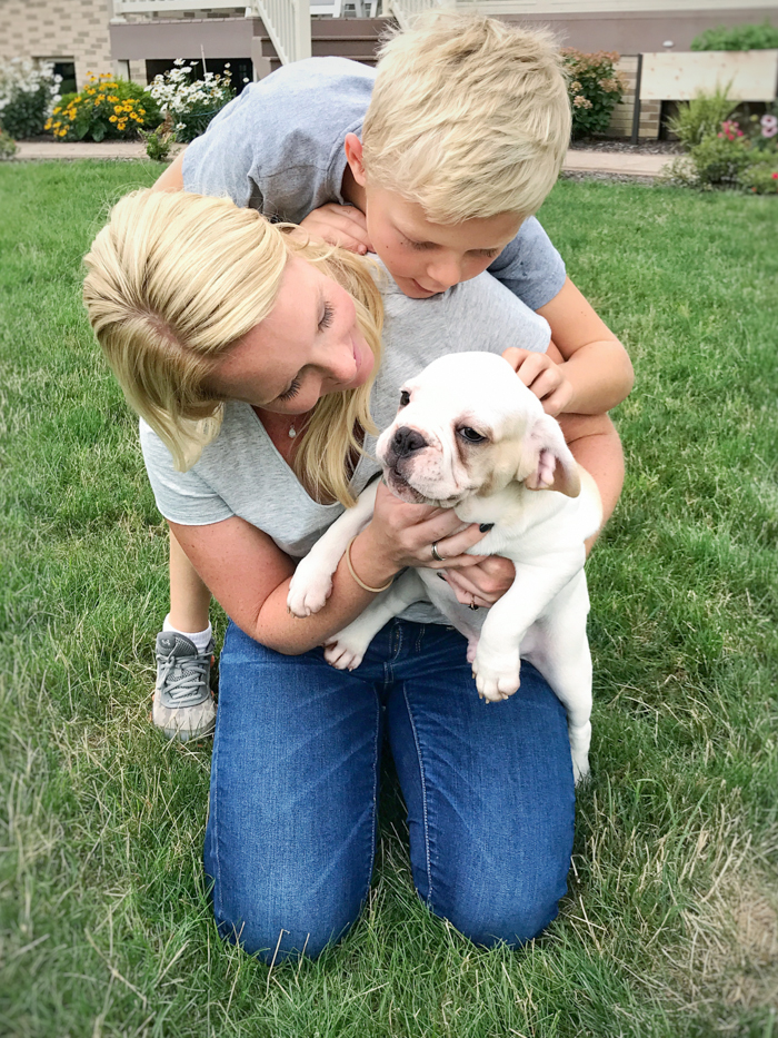 A four month old French bulldog comes home to the farmhouse