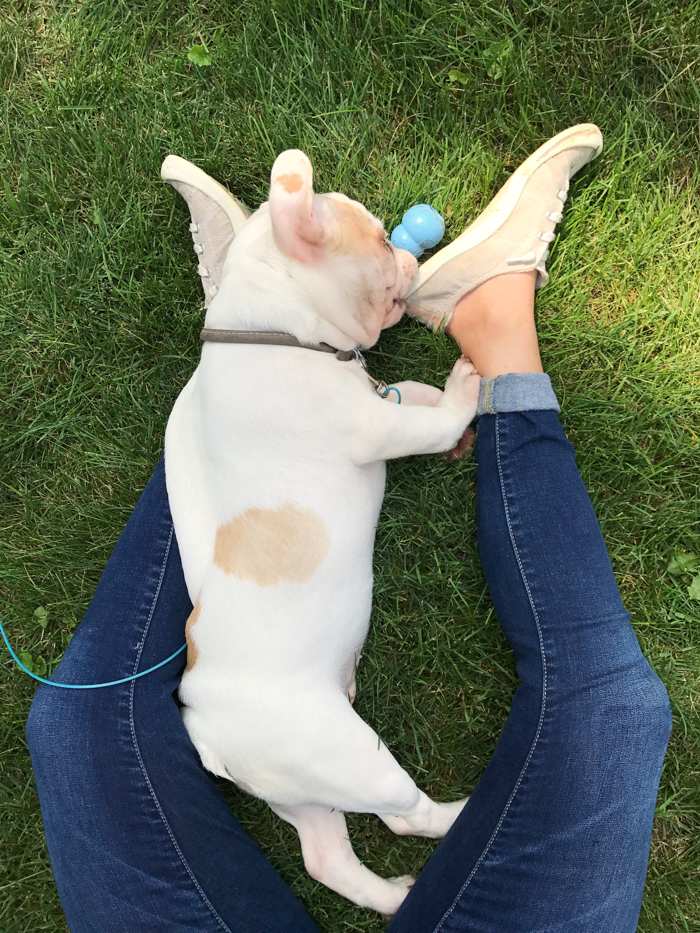 A four month old French bulldog comes home to the farmhouse