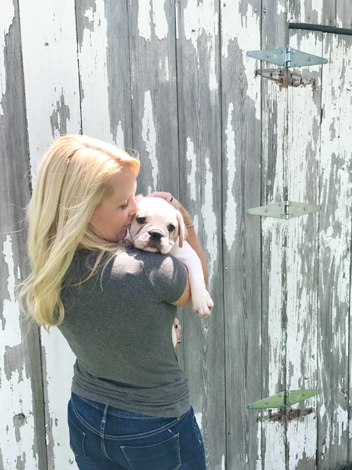 A four month old French bulldog comes home to the farmhouse