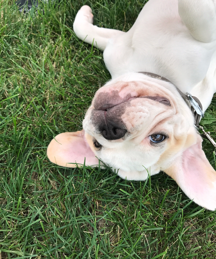 A four month old French bulldog comes home to the farmhouse