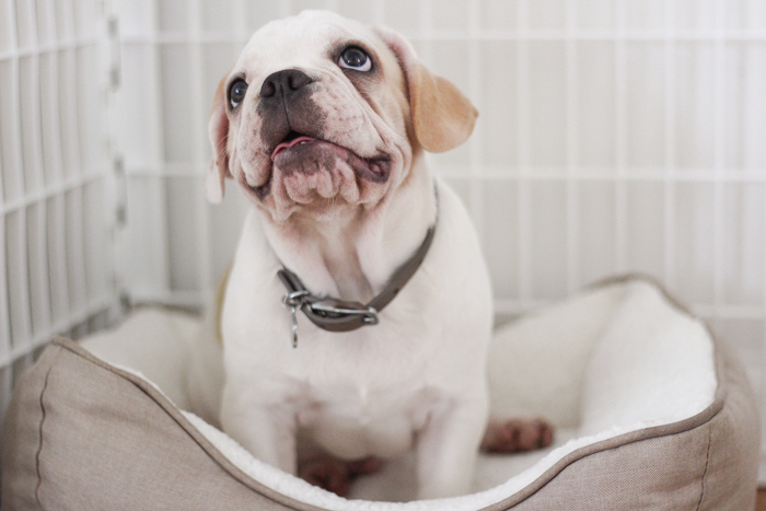 A four month old French bulldog comes home to the farmhouse