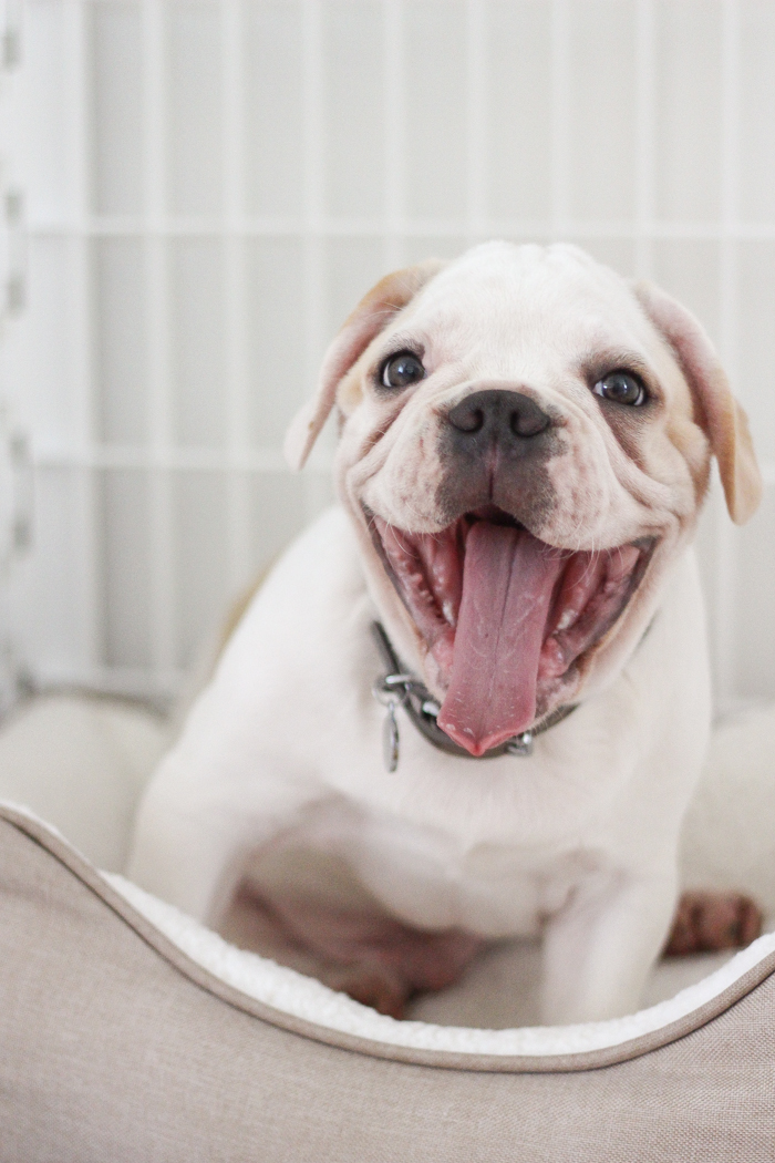 A four month old French bulldog comes home to the farmhouse