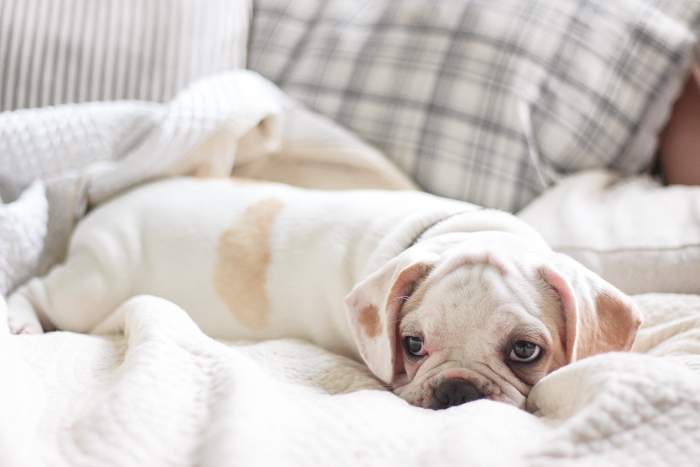 A four month old French bulldog comes home to the farmhouse