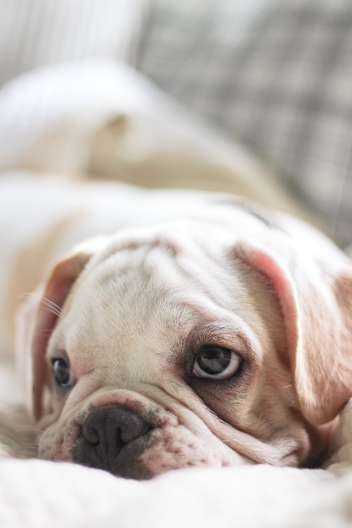 A four month old French bulldog comes home to the farmhouse