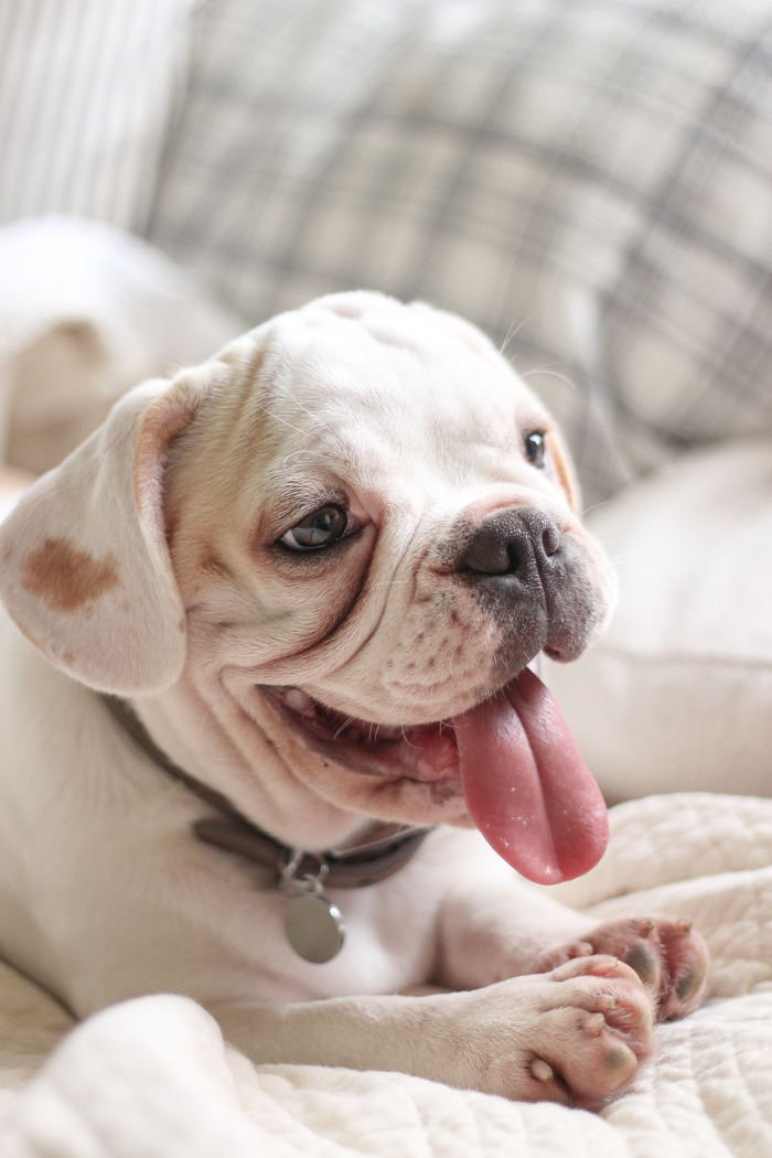 A four month old French bulldog comes home to the farmhouse