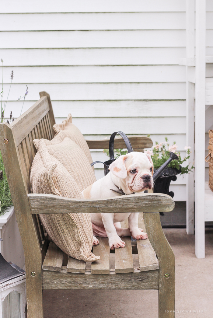 A four month old French bulldog comes home to the farmhouse