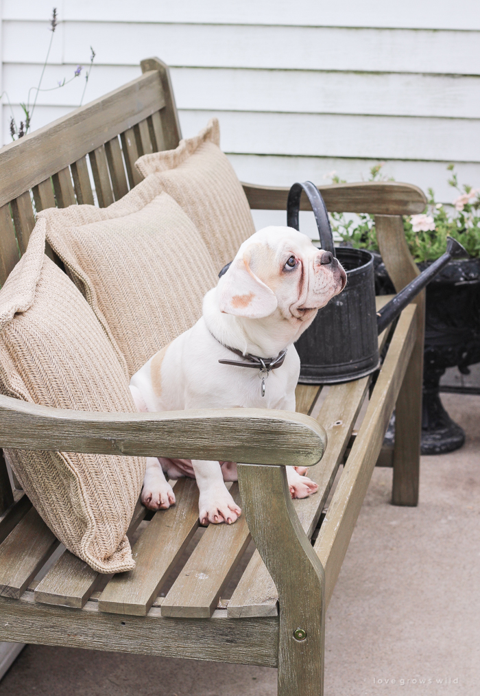 A four month old French bulldog comes home to the farmhouse