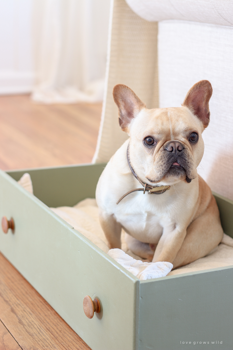 This simple and quick DIY project turns a dresser drawer into a cute, cozy dog bed that coordinates with your home!