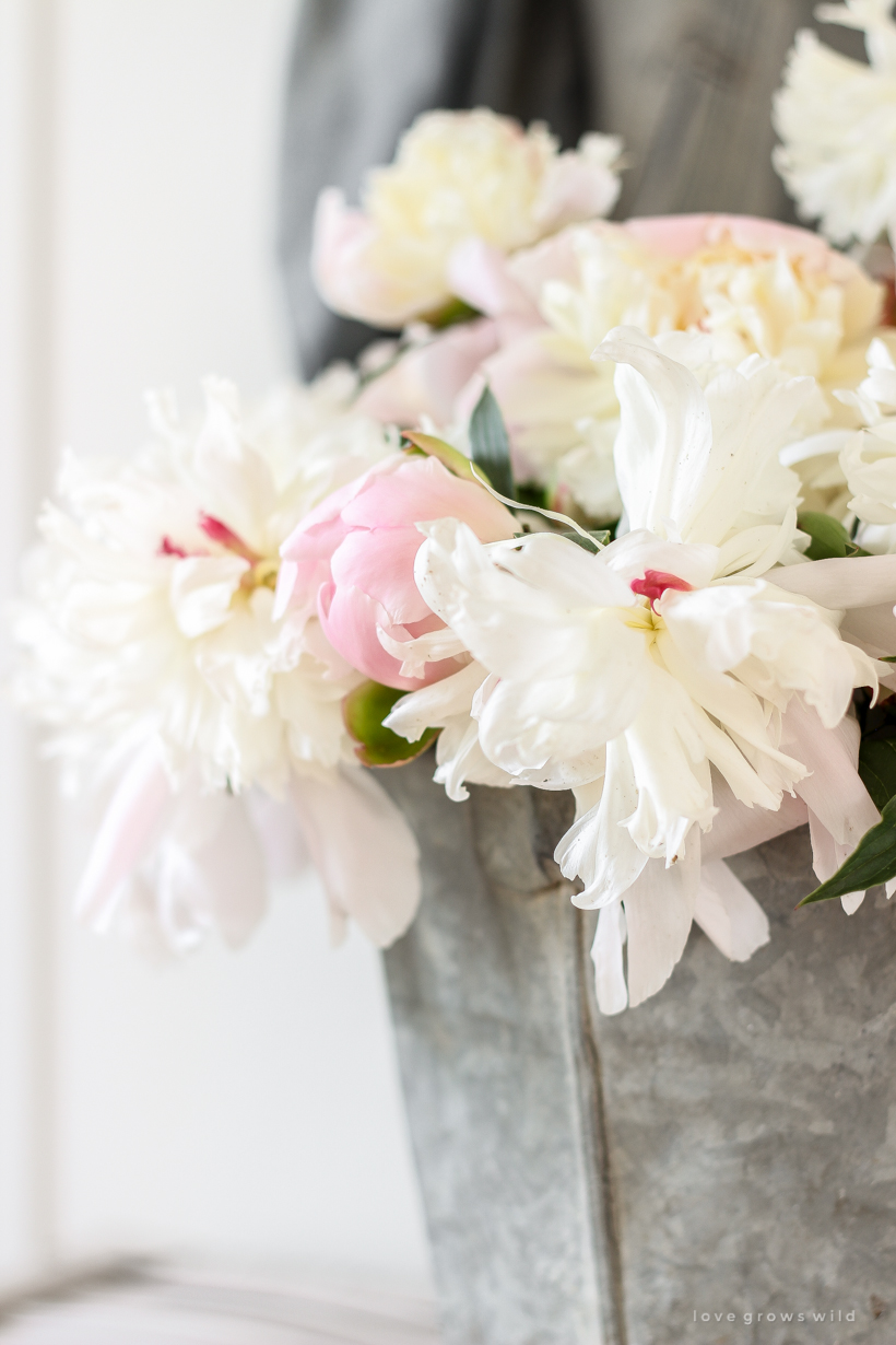 Peonies in a bucket