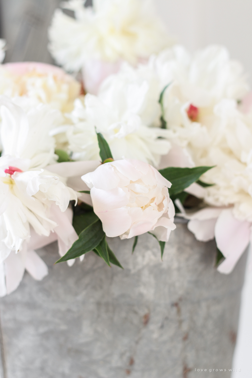 Peonies in a bucket