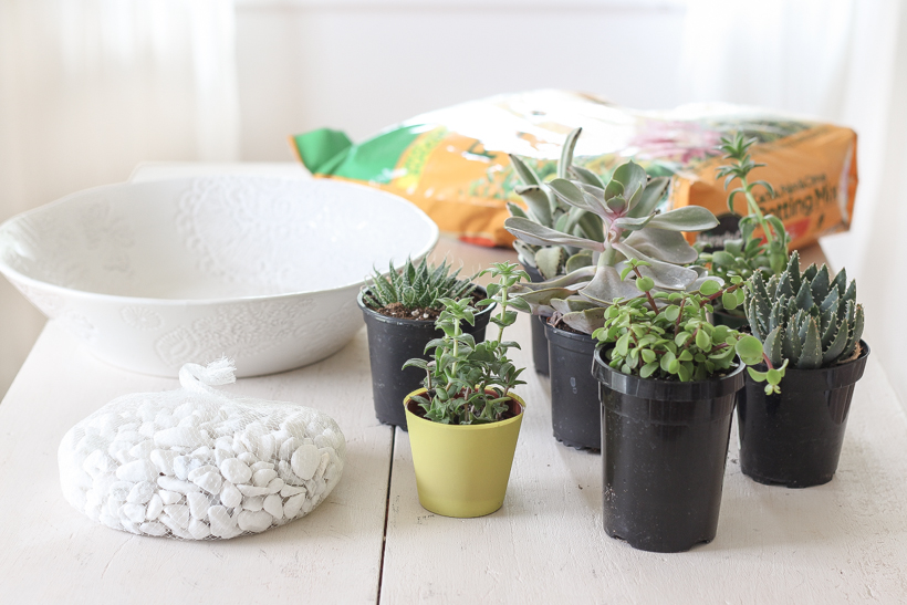 Learn how to create a stunning succulent bowl centerpiece with this easy tutorial