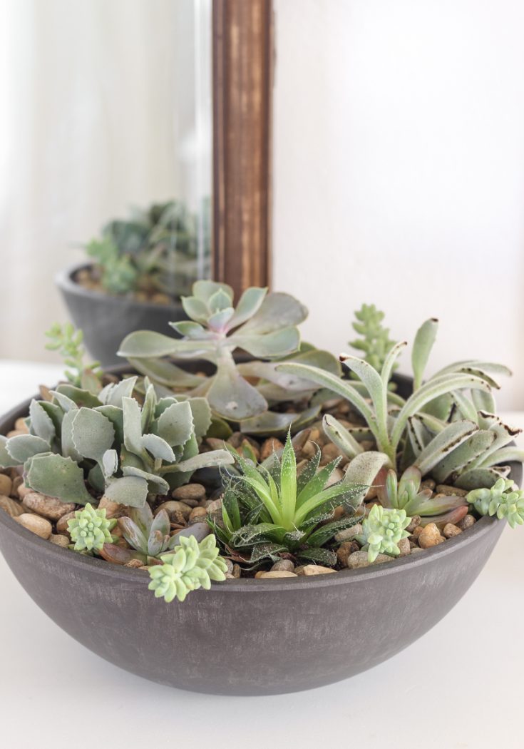 How to Make a Succulent Bowl Centerpiece - Love Grows Wild