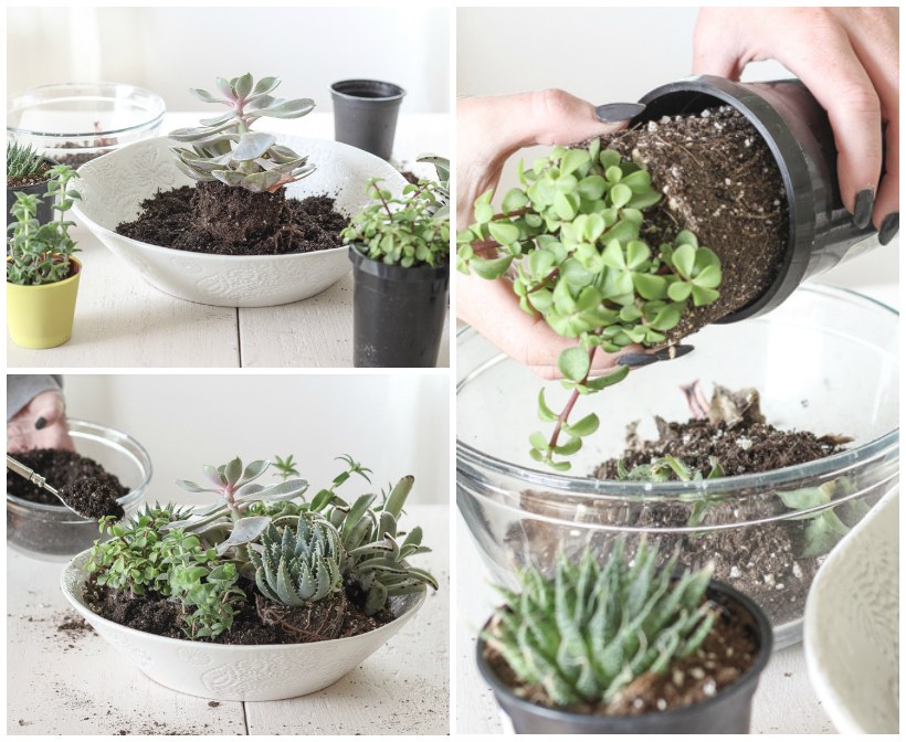 Learn how to create a stunning succulent bowl centerpiece with this easy tutorial