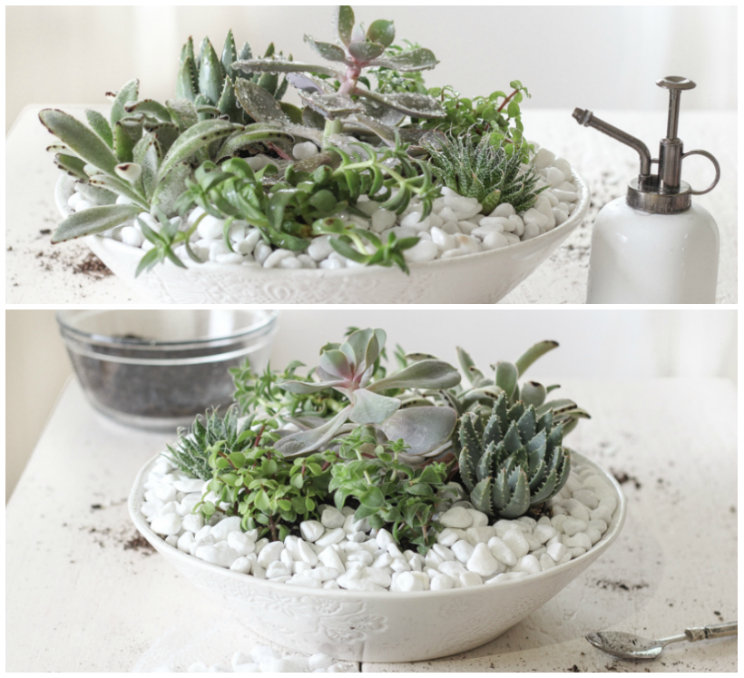 Learn how to create a stunning succulent bowl centerpiece with this easy tutorial