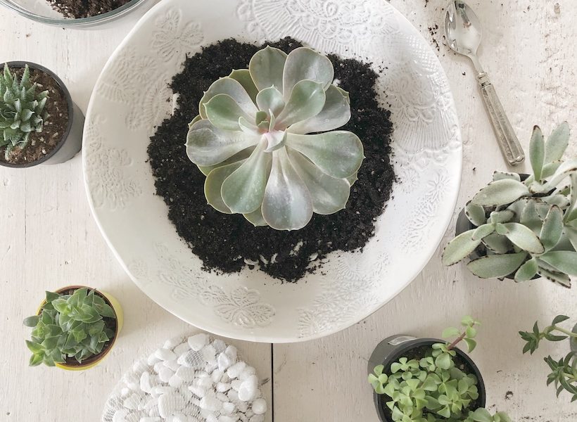 Learn how to create a stunning succulent bowl centerpiece with this easy tutorial