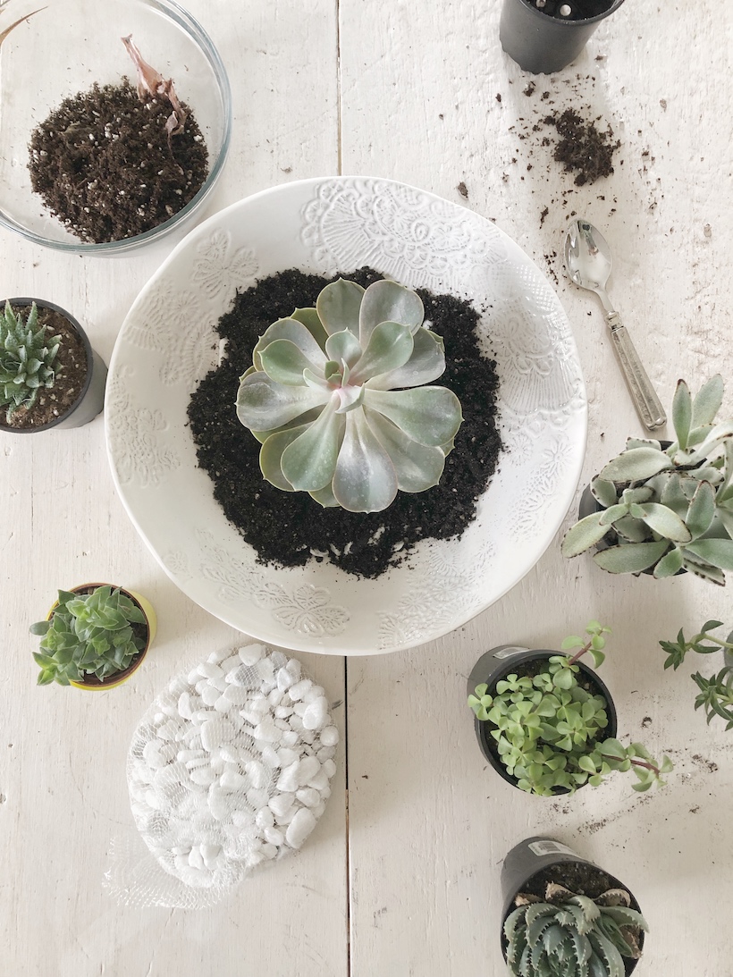 Learn how to create a stunning succulent bowl centerpiece with this easy tutorial