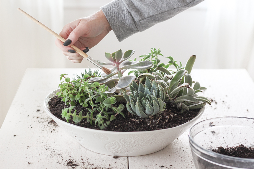 Learn how to create a stunning succulent bowl centerpiece with this easy tutorial