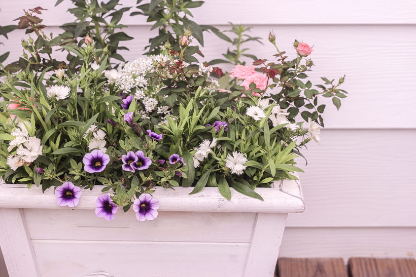 Home blogger and interior decorator Liz Fourez shares her favorite plants and flowers that she planted this year