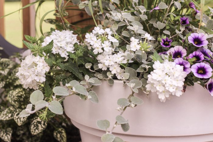 Home blogger and interior decorator Liz Fourez shares her favorite plants and flowers that she planted this year