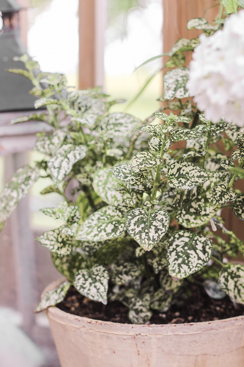 Home blogger and interior decorator Liz Fourez shares her favorite plants and flowers that she planted this year