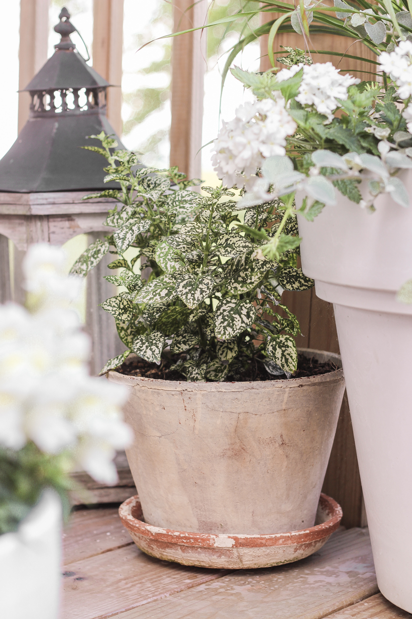 Home blogger and interior decorator Liz Fourez shares her favorite plants and flowers that she planted this year